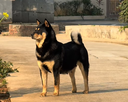 这7种狗狗是“记忆中的田园犬”，如今越来越少见，全认识的算你厉害！