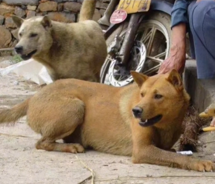 这7种狗狗是“记忆中的田园犬”，如今越来越少见，全认识的算你厉害！