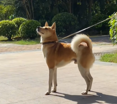 这7种狗狗是“记忆中的田园犬”，如今越来越少见，全认识的算你厉害！