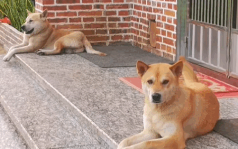 这7种狗狗是“记忆中的田园犬”，如今越来越少见，全认识的算你厉害！