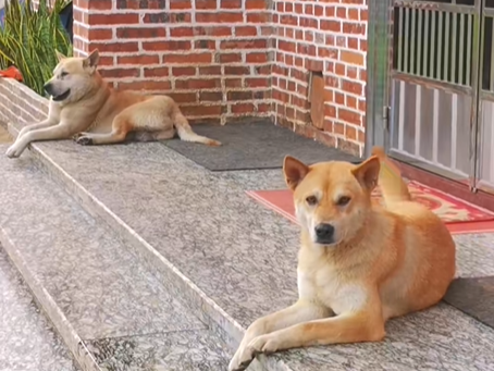 这7种狗狗是“记忆中的田园犬”，如今越来越少见，全认识的算你厉害！